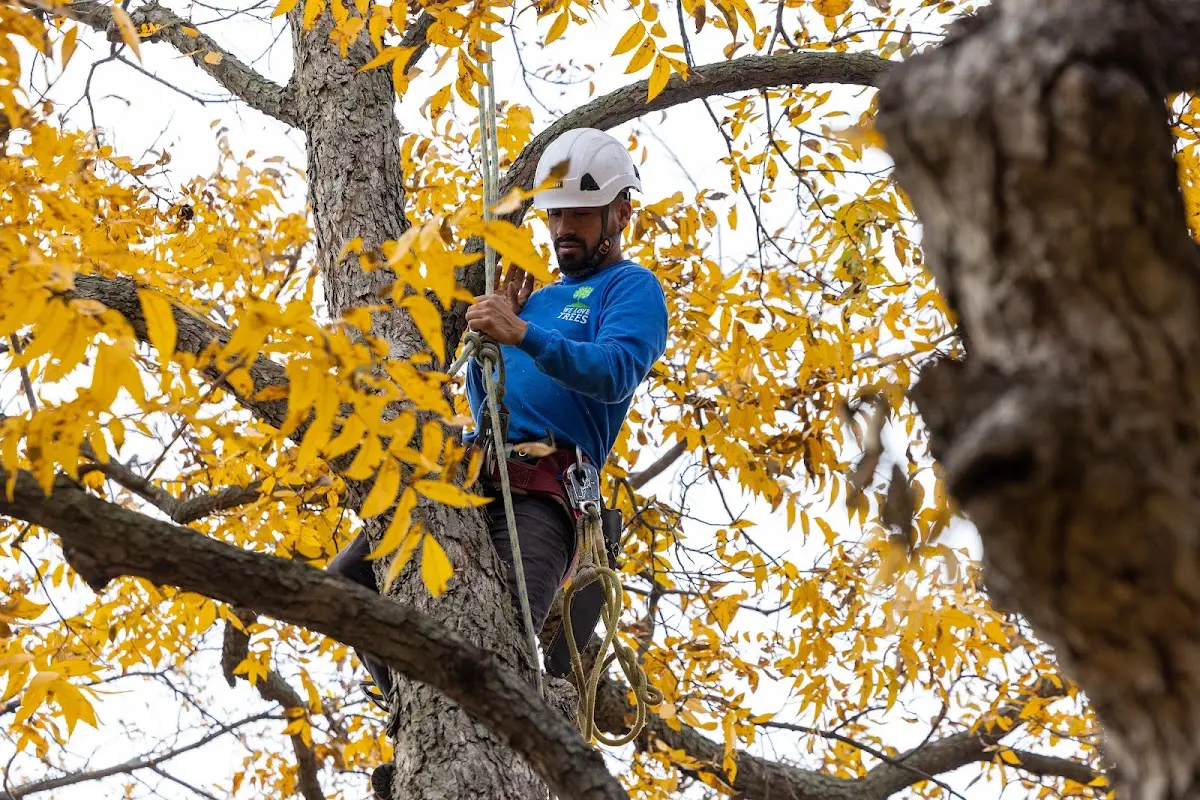 Skilled Tree Planing crew working in Galesville