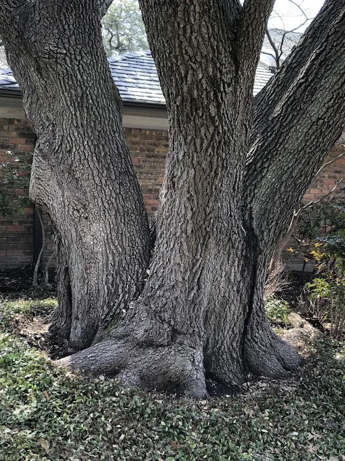 Mature heritage tree close to a Galesville property cared for by certified arborists